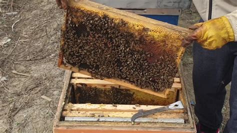 apicultura după băutul prostatitei